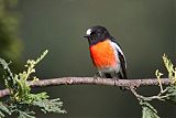 Scarlet Robin